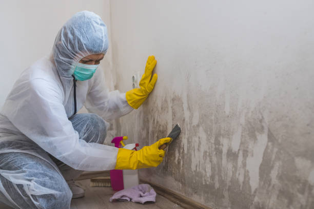 Attic Mold Removal in Enterprise, NV