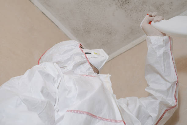 Certified Mold Removal in Enterprise, NV